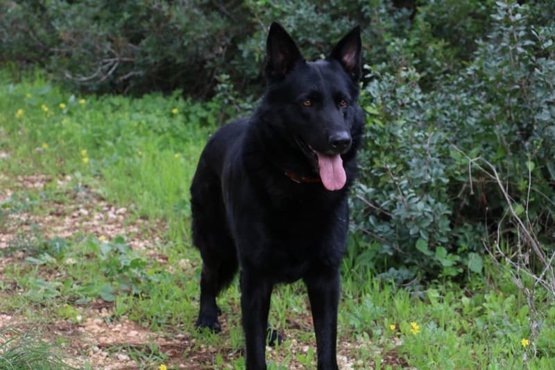 רועה גרמני שחור בטבע