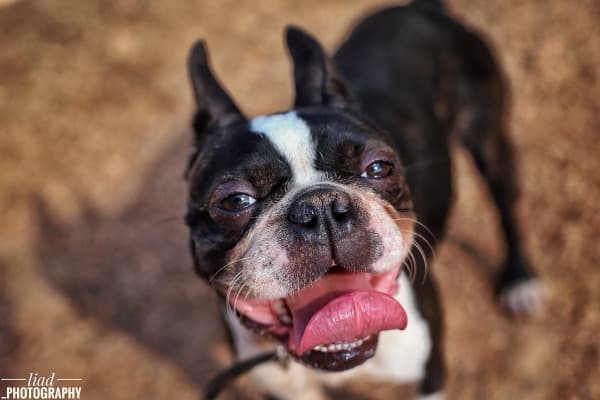 בוסטון טרייר באימון