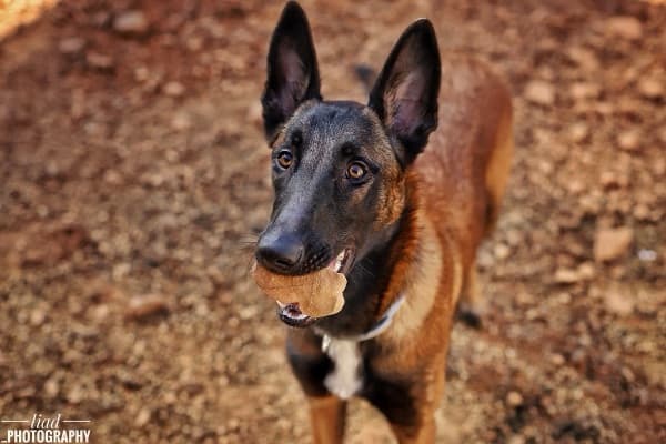 מלינואה בלגי עם צעצוע