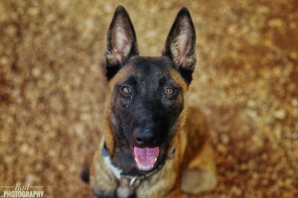 מלינואה בלגי בפנסיון AllDog