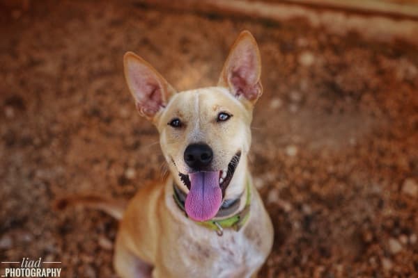 כלב מעורב מחייך לאחר אילוף