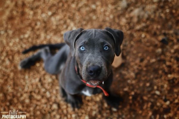 גור פיטבול עם עיניים כחולות