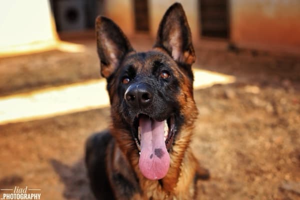 רועה גרמני שמח במתחם AllDog