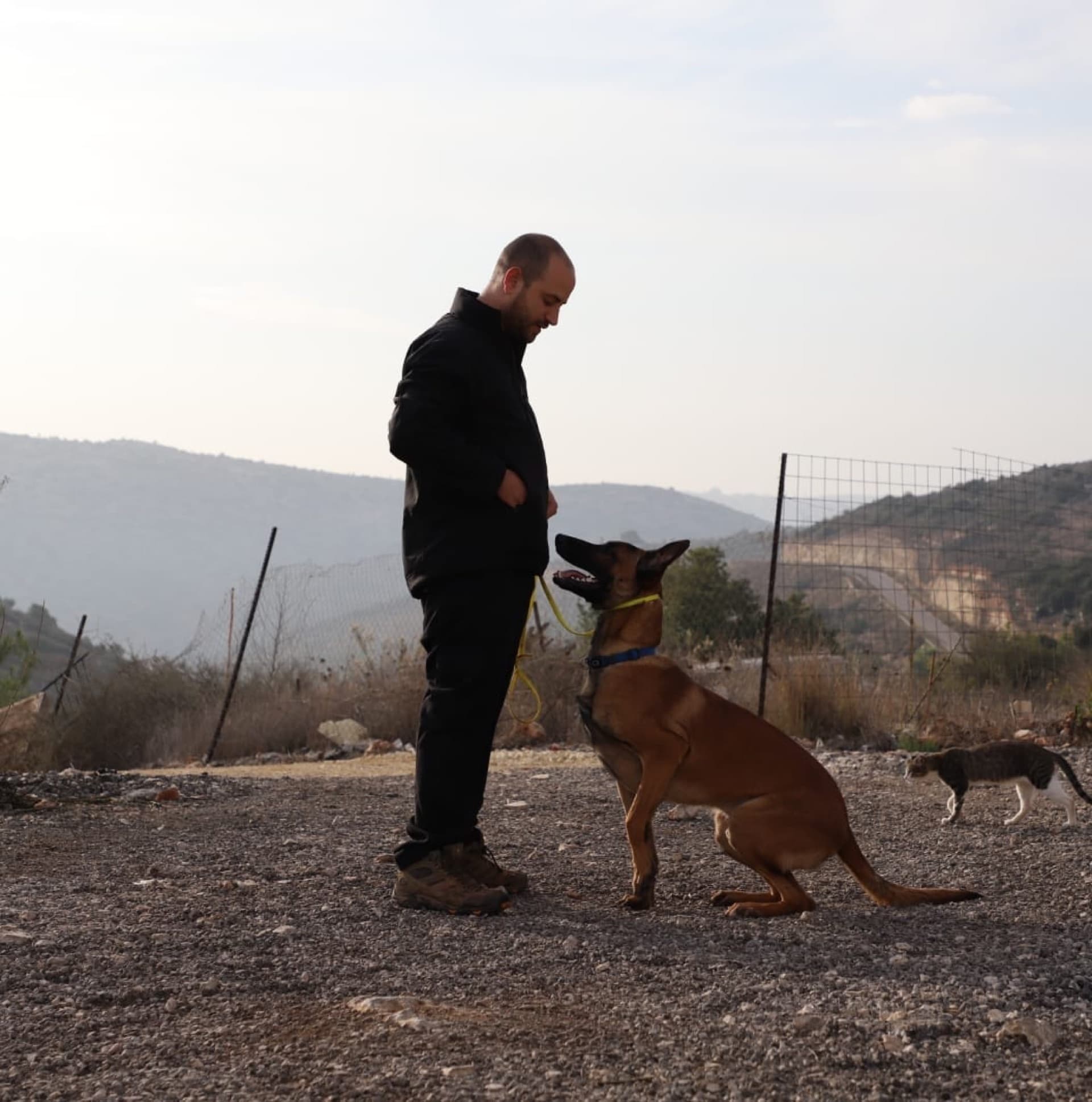 מאלף כלבים מקצועי של AllDog בזמן אימון